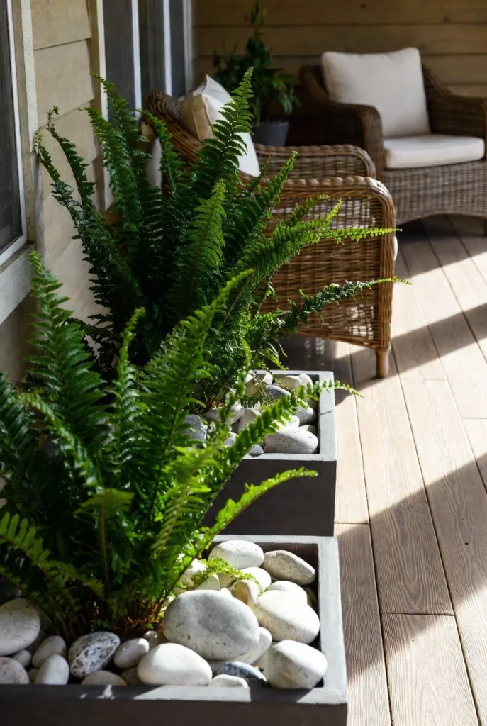 Fern and Rock Combo